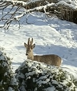 Roe Deer (Capreolus capreolus)