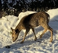 Roe Deer (Capreolus capreolus)