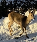 Roe Deer (Capreolus capreolus)