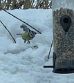 Blåmeis (Cyanistes caeruleus)