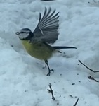 Blåmeis (Cyanistes caeruleus)