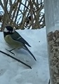 Kjøttmeis (Parus major)