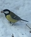 Kjøttmeis (Parus major)