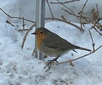 Rødstrupe (Erithacus rubecula)