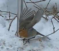 Rødstrupe (Erithacus rubecula)