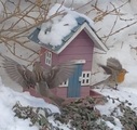 Gråspurv (Passer domesticus)