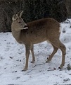 Rådyr (Capreolus capreolus)