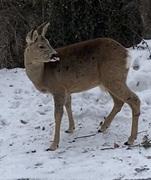 Roe Deer (Capreolus capreolus)