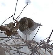 Eurasian Sparrowhawk (Accipiter nisus)