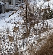 Roe Deer (Capreolus capreolus)