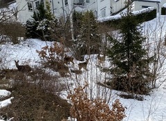 Roe Deer (Capreolus capreolus)