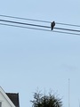 Spurvehauk (Accipiter nisus)