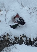 Eurasian Magpie (Pica pica)