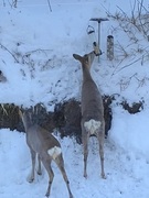 Roe Deer (Capreolus capreolus)
