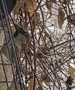 House Sparrow (Passer domesticus)