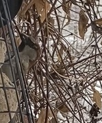 Gråspurv (Passer domesticus)