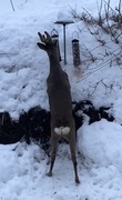 Roe Deer (Capreolus capreolus)