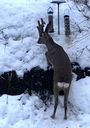 Roe Deer (Capreolus capreolus)