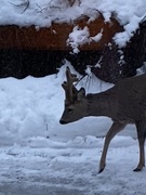Roe Deer (Capreolus capreolus)