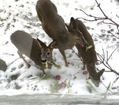 Rådyr (Capreolus capreolus)