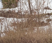 Roe Deer (Capreolus capreolus)