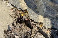 Hestehov (Tussilago farfara)