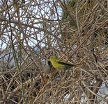 Grønnsisik (Carduelis spinus)