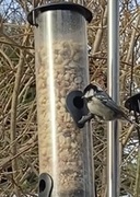 Coal Tit (Periparus ater)