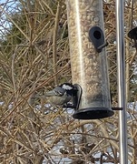 Coal Tit (Periparus ater)