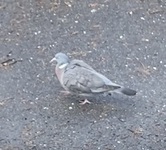 Ringdue (Columba palumbus)