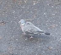 Wood Pigeon (Columba palumbus)