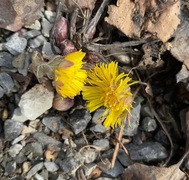 Hestehov (Tussilago farfara)