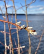 Selje (Salix caprea)