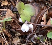 Blåveis (Hepatica nobilis)