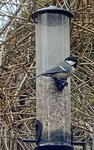 Kjøttmeis (Parus major)