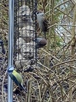 Blåmeis (Cyanistes caeruleus)