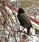 Stær (Sturnus vulgaris)