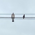 Ringdue (Columba palumbus)