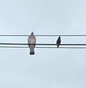 Wood Pigeon (Columba palumbus)