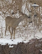 Roe Deer (Capreolus capreolus)