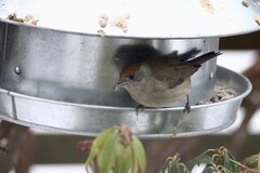 Blackcap (Sylvia atricapilla)