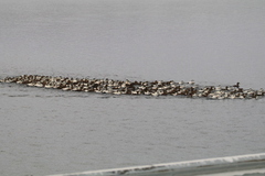 Common Eider (Somateria mollissima)