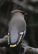 Bohemian Waxwing (Bombycilla garrulus)