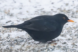 Svarttrost (Turdus merula)