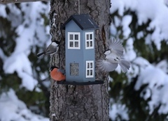 Willow Tit (Poecile montanus)