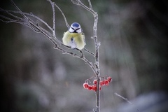 Blue Tit (Cyanistes caeruleus)
