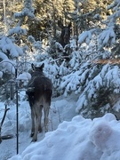 Moose (Alces alces)