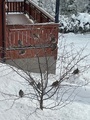 Sidensvans (Bombycilla garrulus)