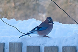 Nøtteskrike (Garrulus glandarius)