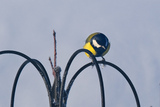 Kjøttmeis (Parus major)